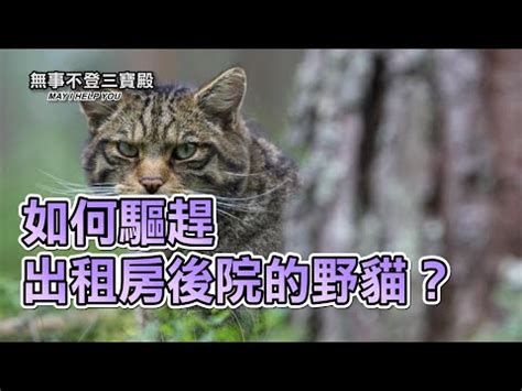 野貓來家裡|如何讓野貓離開？氣味驅離法必學攻略 